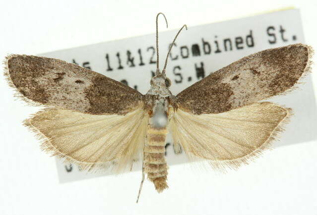 Aphomia baryptera Lower 1901 resmi