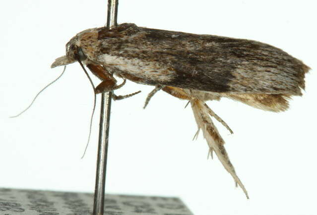 Aphomia baryptera Lower 1901 resmi