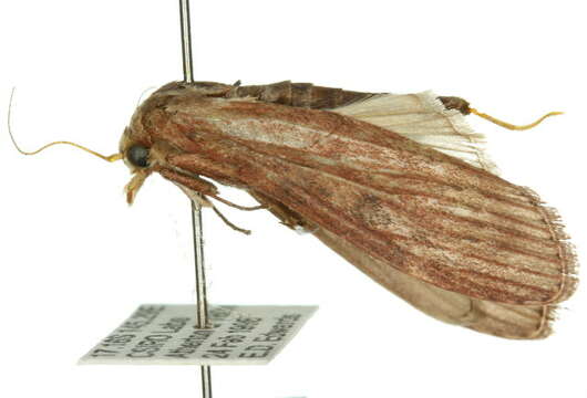 Image of Lamoria adaptella
