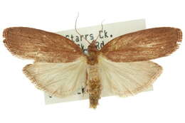 Image of Lamoria oenochroa Turner 1905