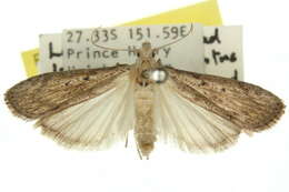 Image of Lamoria idiolepida Turner 1922