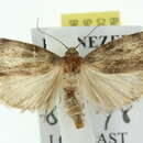 Image of Heteromicta sordidella Walker 1866