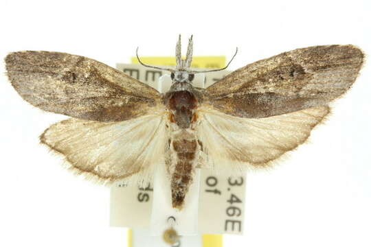 Image of <i>Heteromicta melanomochla</i>