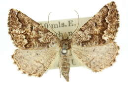 Image of Hypsitropha euschema Turner 1926