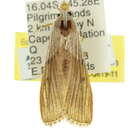 Image of Thalamorrhyncha isoneura Meyrick 1933