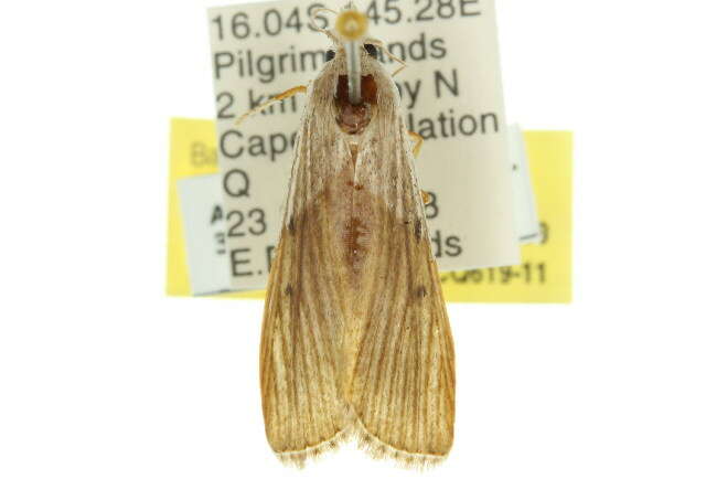 Image of Thalamorrhyncha isoneura Meyrick 1933