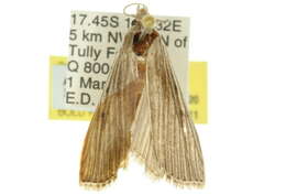 Image of Thalamorrhyncha isoneura Meyrick 1933