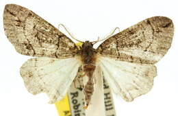 صورة <i>Lophosticha idiograpta</i>