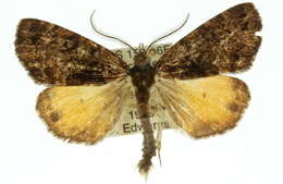 Image of <i>Middletonia hemichroma</i>