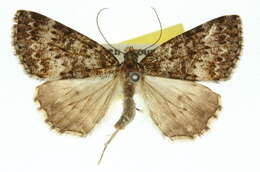 صورة Conosara pammicta Turner 1919