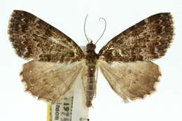 صورة Conosara pammicta Turner 1919