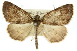 صورة Conosara pammicta Turner 1919