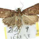 Image of Araeopaschia demotis Meyrick 1887