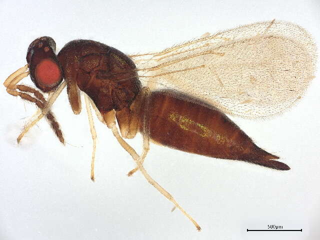 Image of Galeopsomyia