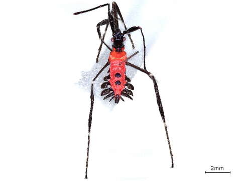 Image of leaf-footed bugs