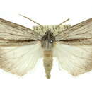 Image of <i>Chlenias macrochorda</i>
