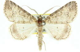 صورة Chlenomorpha sciogramma Lower 1918