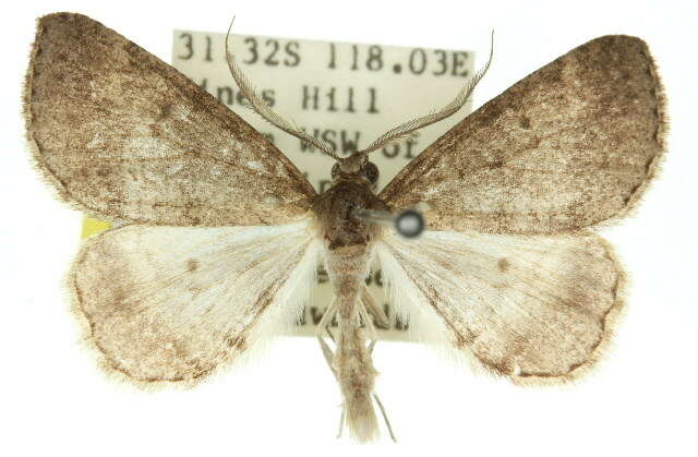 صورة Chlenomorpha sciogramma Lower 1918