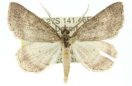 صورة Chlenomorpha sciogramma Lower 1918