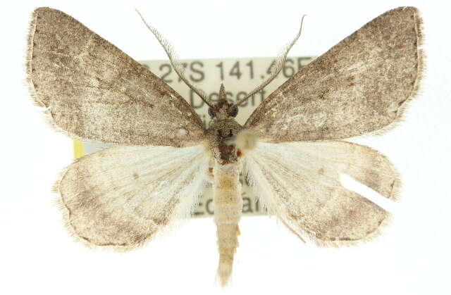 صورة Chlenomorpha sciogramma Lower 1918