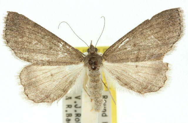 صورة Chlenomorpha sciogramma Lower 1918