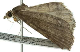 صورة Chlenomorpha sciogramma Lower 1918