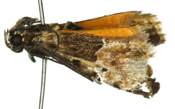 Image of Titanoceros thermoptera Lower 1903