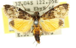 Image de Titanoceros thermoptera Lower 1903