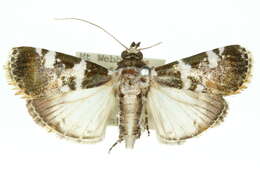 Image of Termioptycha eucarta Felder & Rogenhofer 1875