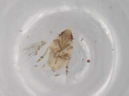 Image of Metcracis
