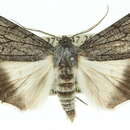 Image of <i>Stibaroma aphronesa</i>