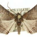 Image of Crypsiphila atmophanes Turner 1947