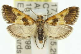 <i>Arescoptera haplocala</i> resmi