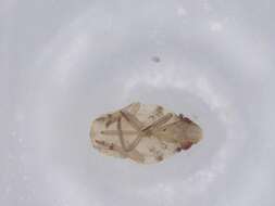 Image of Metcracis