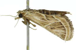 Image of Loryma recusata Walker 1863