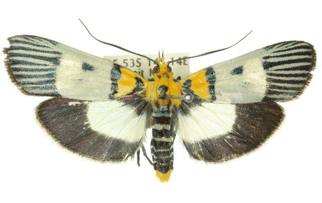 Image de Vitessa glaucoptera Hampson 1906