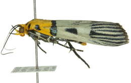 Image de Vitessa glaucoptera Hampson 1906