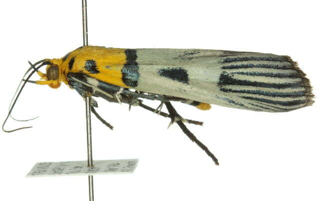 Image de Vitessa glaucoptera Hampson 1906