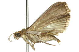Слика од Berastagia dissolutella Snellen 1880