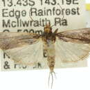 Image of <i>Morosaphycita tridens</i>