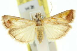 <i>Epicrocis pulchra</i> resmi