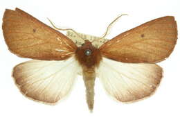 Image of <i>Fisera hypoleuca</i>