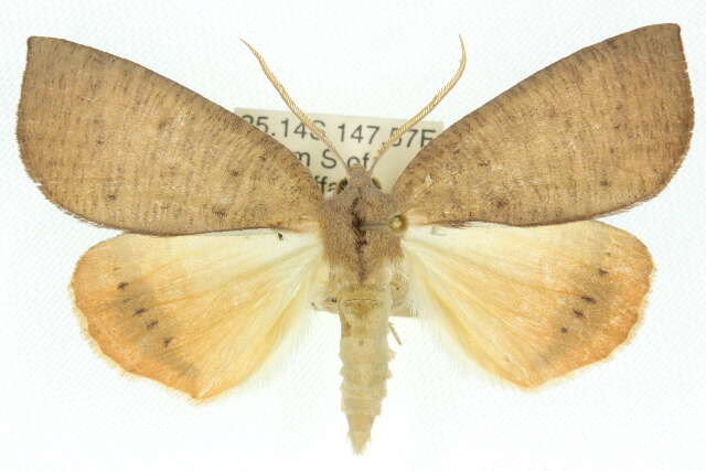 Image of Fisera bradymorpha Turner 1919