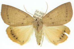 Image of Fisera bradymorpha Turner 1919