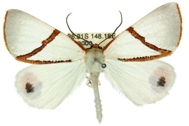 Image of Thalaina selenaea Doubleday 1845