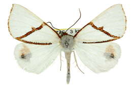 Image of Thalaina selenaea Doubleday 1845