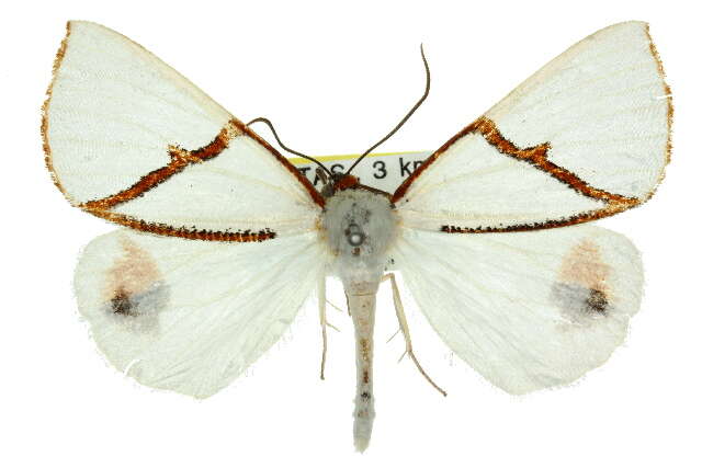 Image of Thalaina selenaea Doubleday 1845