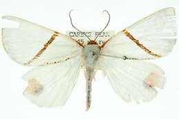 Image of Thalaina selenaea Doubleday 1845