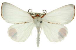 Image of Thalaina selenaea Doubleday 1845