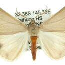 Image of Thalaina allochroa Lower 1902